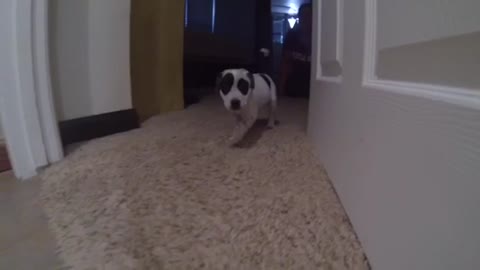 Rescue Puppy Cookies and Cream learns how to run!