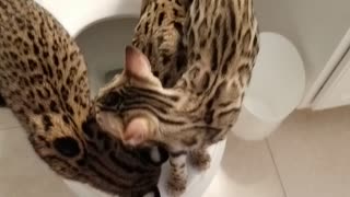 Toilet time for the leopards.
