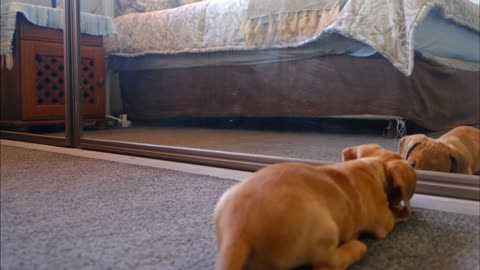 reaction of a puppy seeing himself for the first time to a mirror