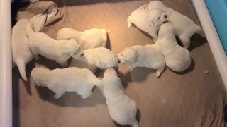 OC Goldens - Puppies are 3 weeks old