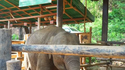 Cute little elephant greets visitors