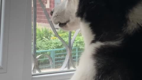 Husky keeps his eyes on more than one dog