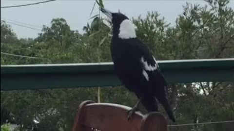 Magpie mimics siren and dog