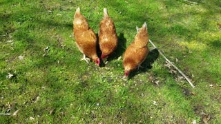 Hens Having a Snack