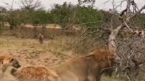 Hyenas Attacked the lion, he wanted to leave his brother but