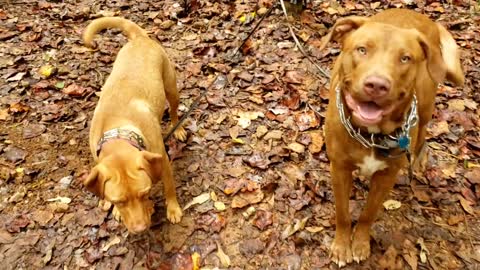 Honey mushroom, Armillaria tabescens foraging with puppies