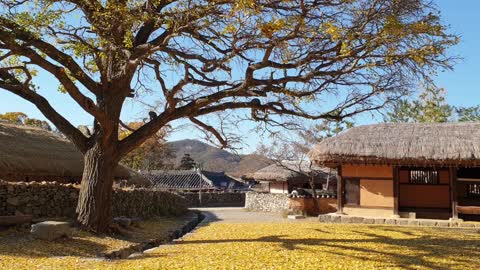 This is a video of a traditional Korean house in autumn.