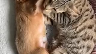 Cat grooms puppy