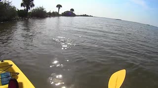 Puffer Fish on a Fly Rod