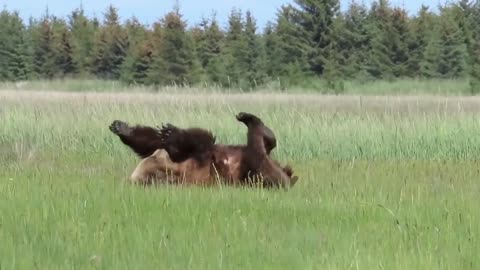 Grizzly bear tries break-dancing