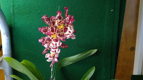 orchid Ons (Wils) Eyecandy 'Pinkie'