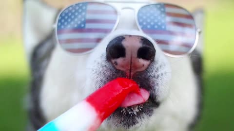 Husky Enjoys Popsicle