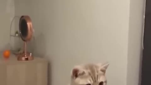 Funny cat and dog video 📸