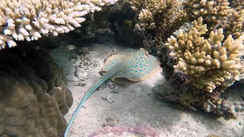 Nice fish 🐠 rumble video