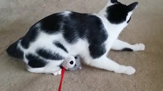 Black and white cat plays with toy tied to red leash