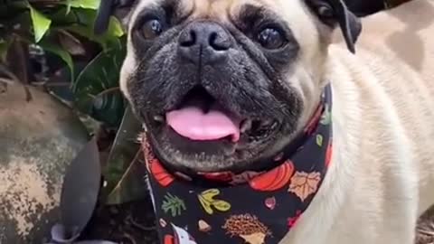 Beautiful puppy Funny puppy Cute cat lovely cat #Shorts #dog #pug #Pets #petlife #fyp