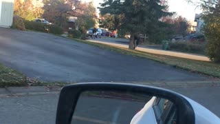 Moose Slips while Running Through Neighborhood