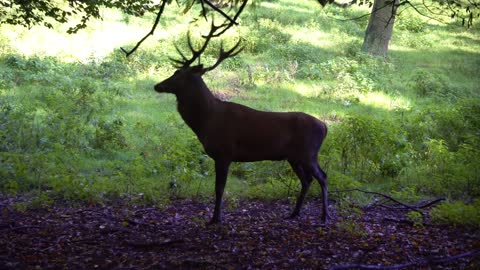 Male Hirsch Antler Plays With Tree Branch