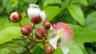 Beautiful wild plant