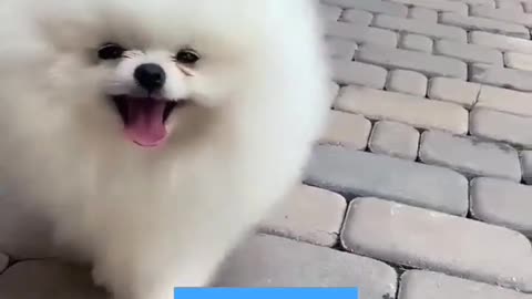 Dog funny videos