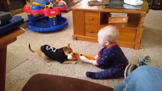 THE DOG PLAYING TAG WITH THE BABY