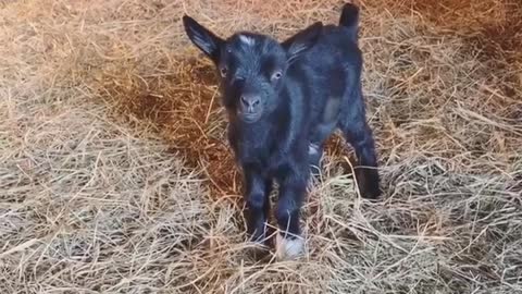 Hopping twin baby goats are the cutest