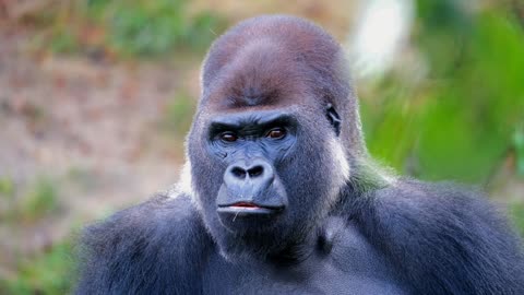 Gorilla Monkey Silverback - Gorilla Monkey