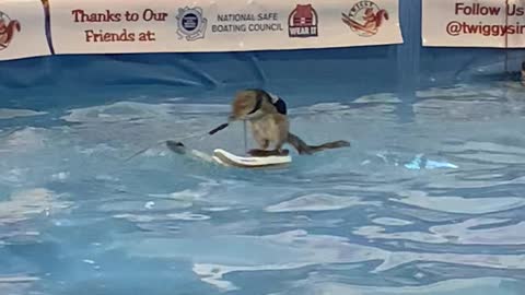 Twiggy, The Water Skiing Squirrel, Shows Off At the 2020 Toronto Boat Show