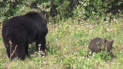 A Bear roaming around with its cub