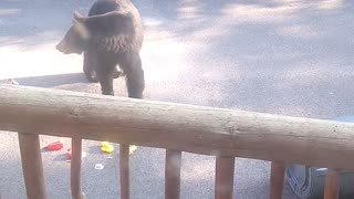 Momma Bear Tugs Trashcan Over Railing