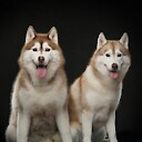 huskypuchitan