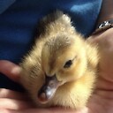 Babyducks