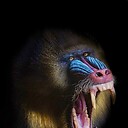 MANDRILL