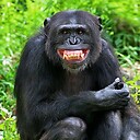 viralchimpanzee778