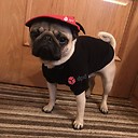 enkeithepug