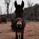 cowgirlupstables