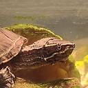 TurtleGroyper