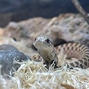 Primann_Reptiles