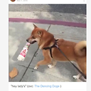 thedancingdoge