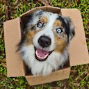 Cooper_aussie_dog