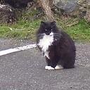 Westportstraycat