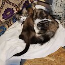 kittenandferretsnuggles