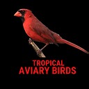 TropicalAviaryBirds