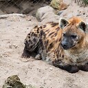 Hyena7