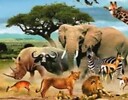 Animalsanimationvideo