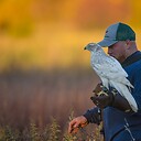 njfalconry