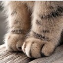 Fluffypaws3