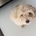 PNutMaltipoo