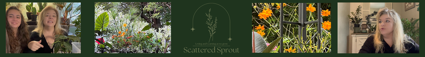 scatteredsprout