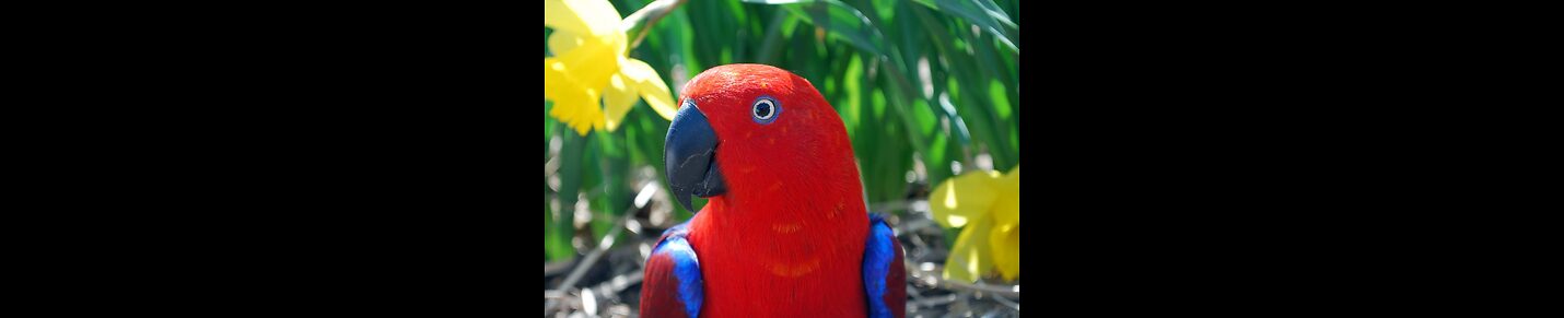 SquawkyParrot